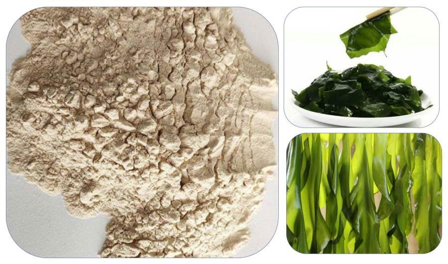 Undaria Pinnatifida Extract, Fucoidan