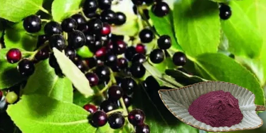 Maqui Berry Powder Maqui Berry Powder