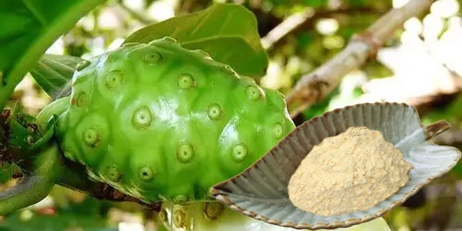 Noni Juice Powder