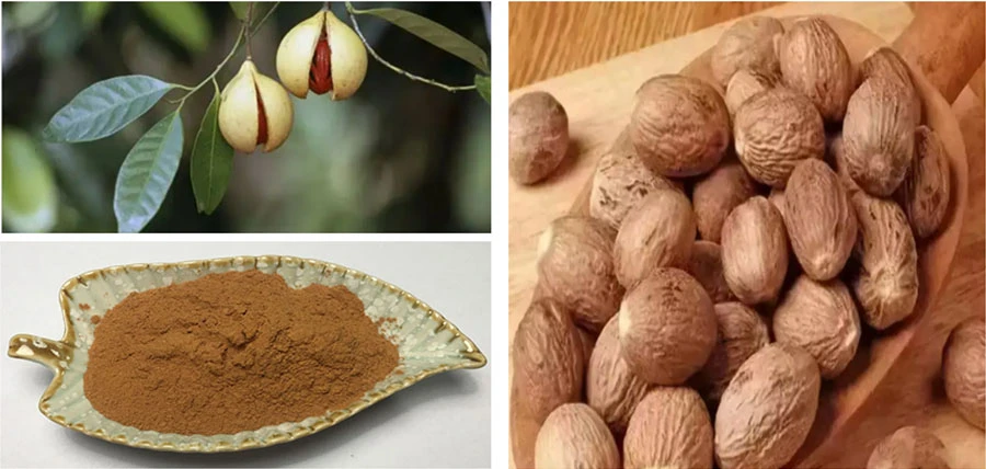 Wholesale Nutmeg Extract