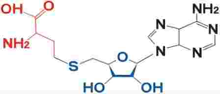 S-Adenosyl-L-Methionine CAS 97540-22-2