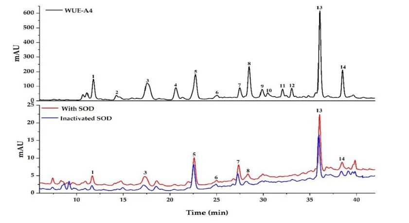 Chromatogram of Superoxide dismutase Reference Substance