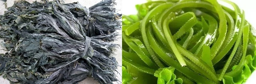 Laminaria japonica extract factory Laminaria japonica extract factory